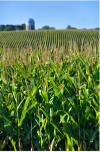 File:Corn-reduced-1-199x300.png
